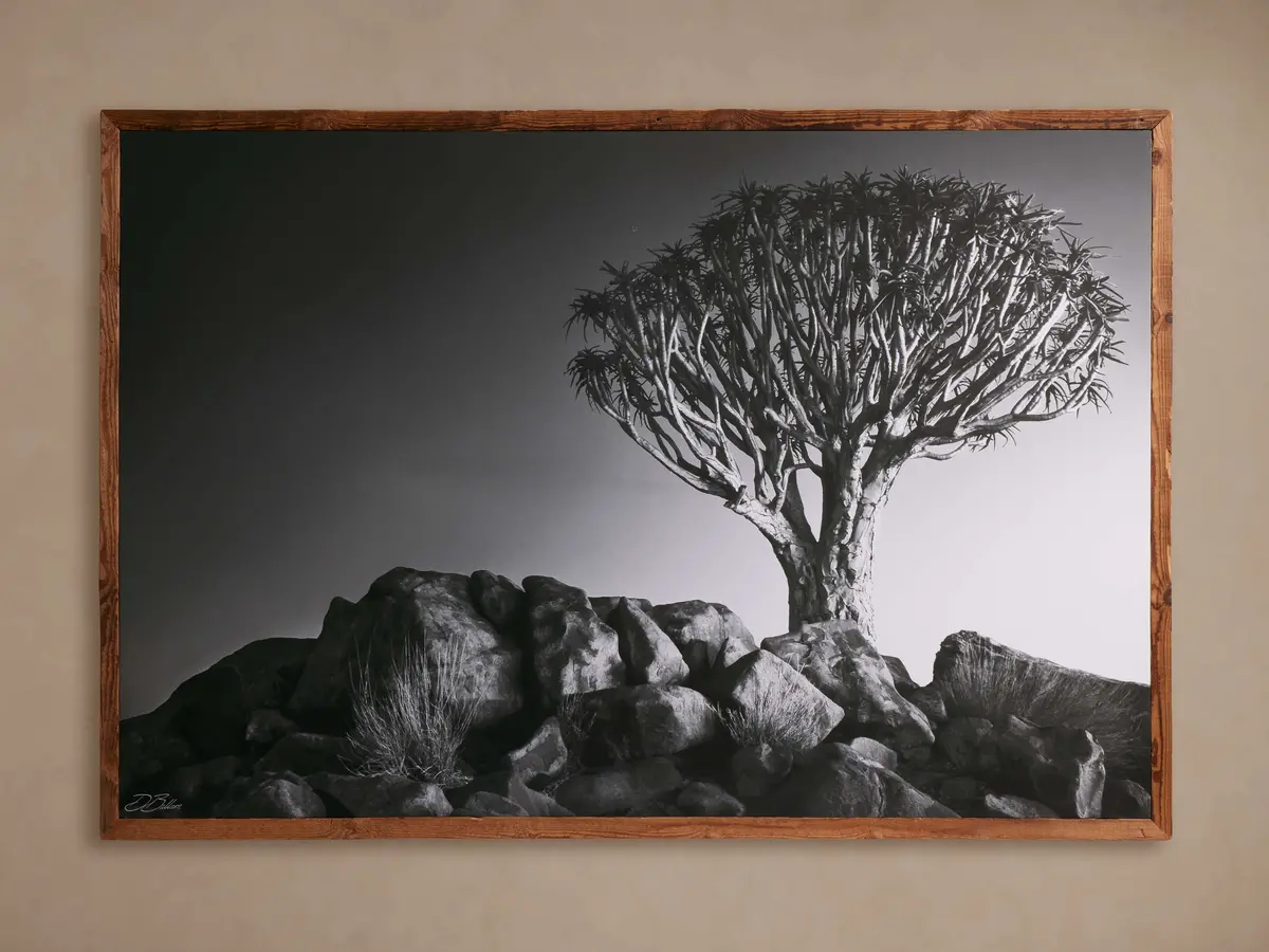 Kokerboom Framed Print 1