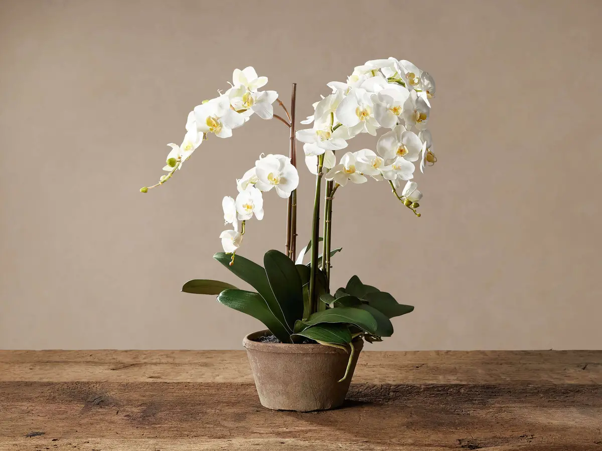 Faux White Phalaenopsis Orchid In Rustic Pot 1