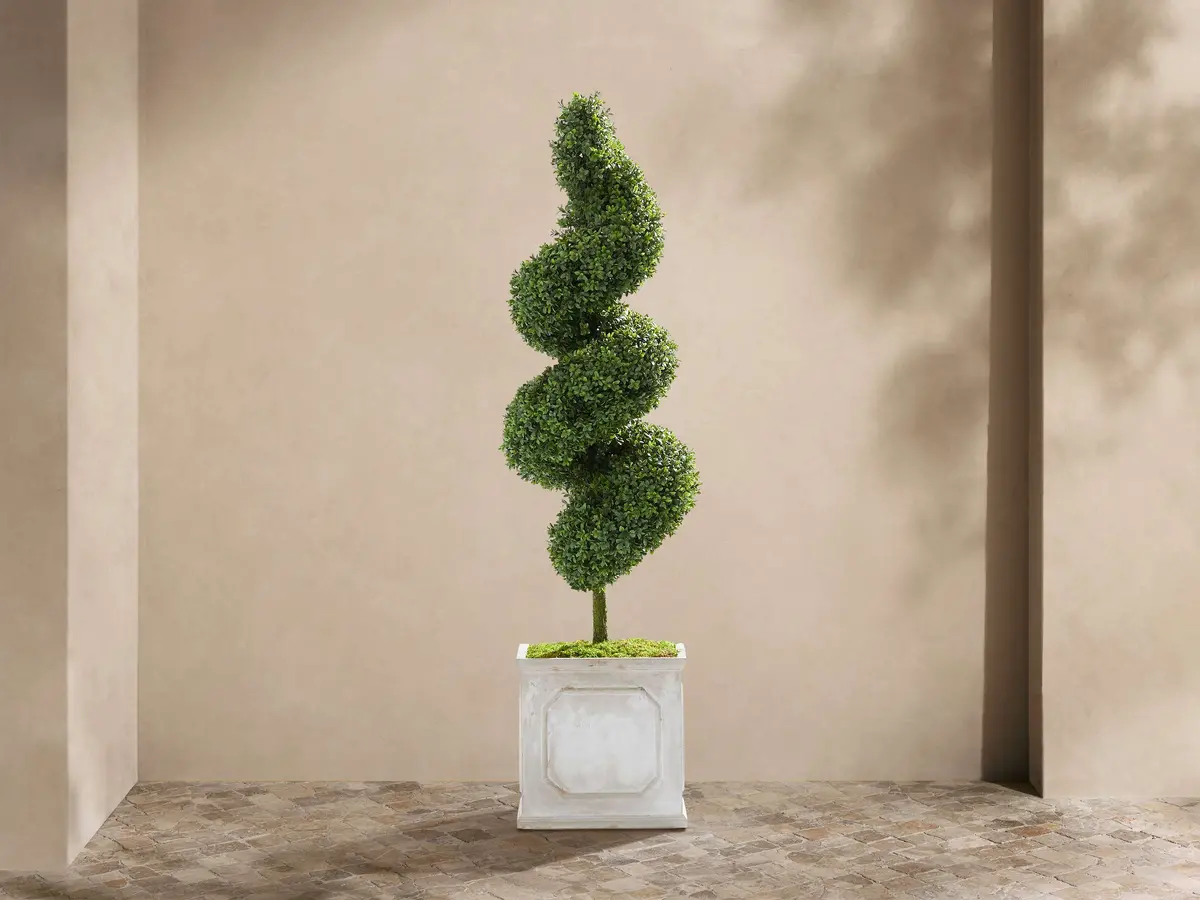 Boxwood Spiral Topiary 1