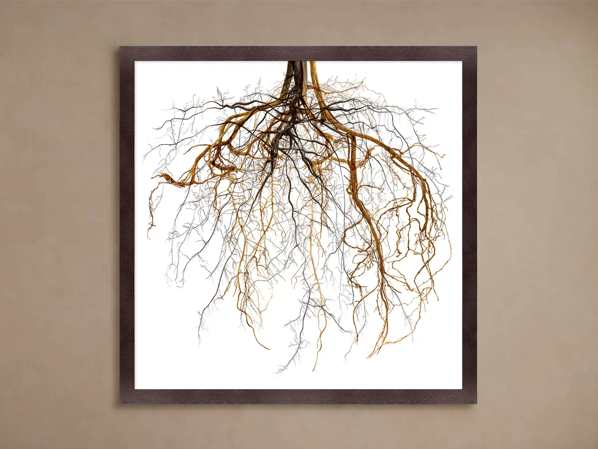 Roots Framed Print 1