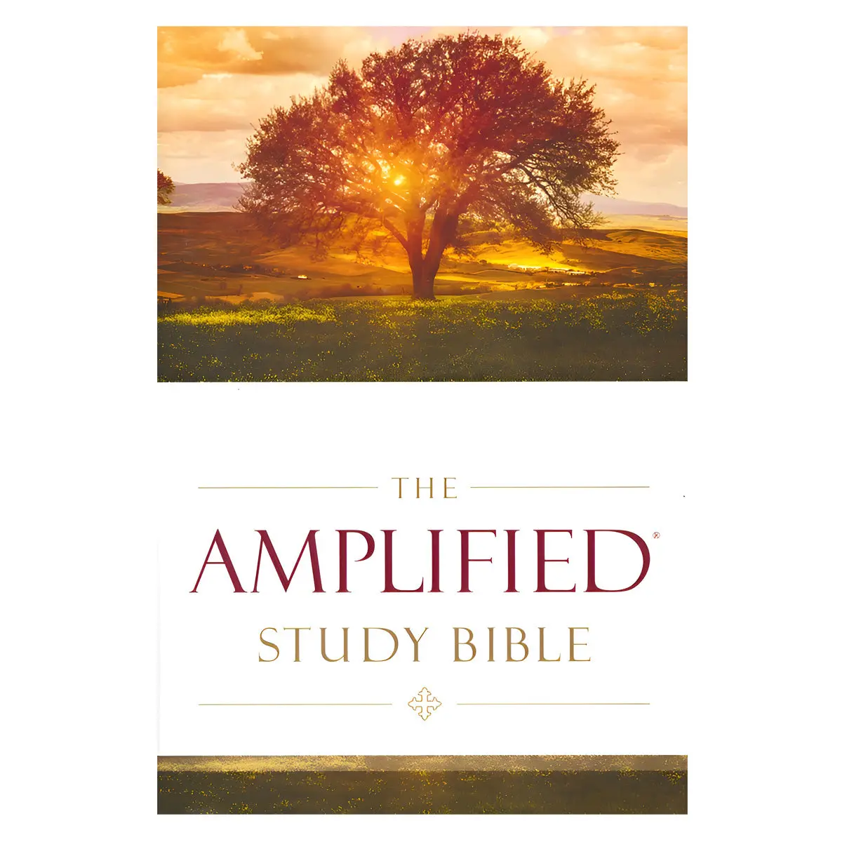 Amplified Study Bible Large Print (Hardcover) 1